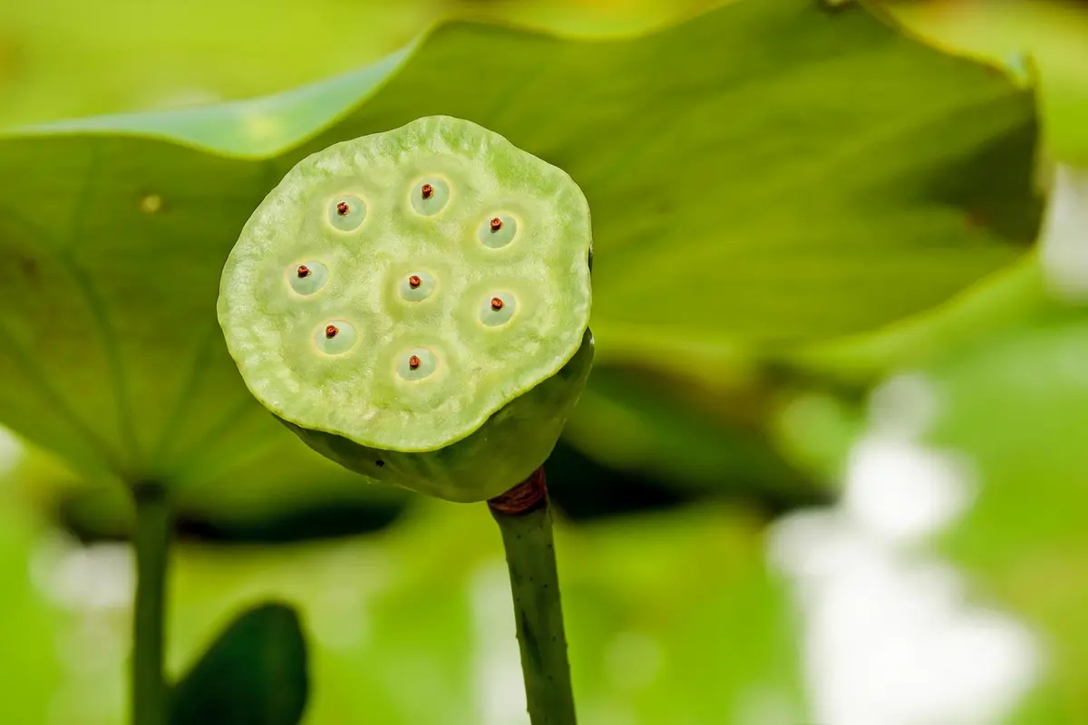 5 plantas com cheiro agradavel para deixar a casa perfumada