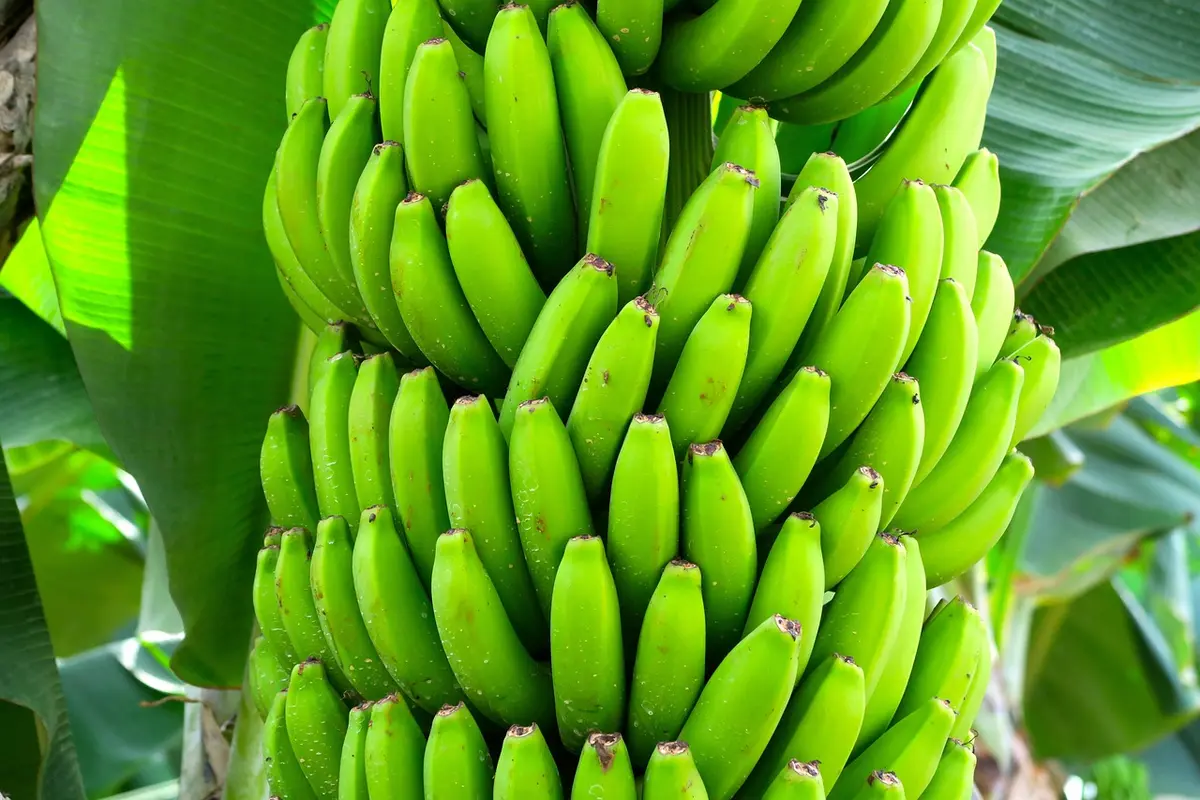 Pudim de banana: sobremesa cremosa com sabor caseiro