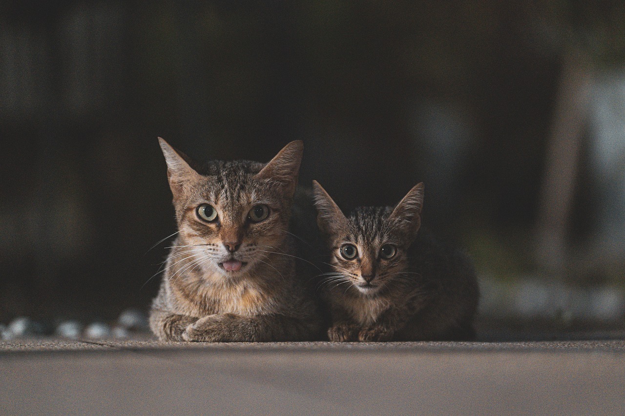 Sonhar com filhotes de gato: o que isso revela sobre seus sentimentos
