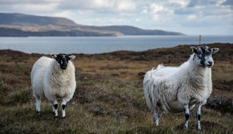 1000 perguntas para namorada: conexão, diversão e descobertas a dois