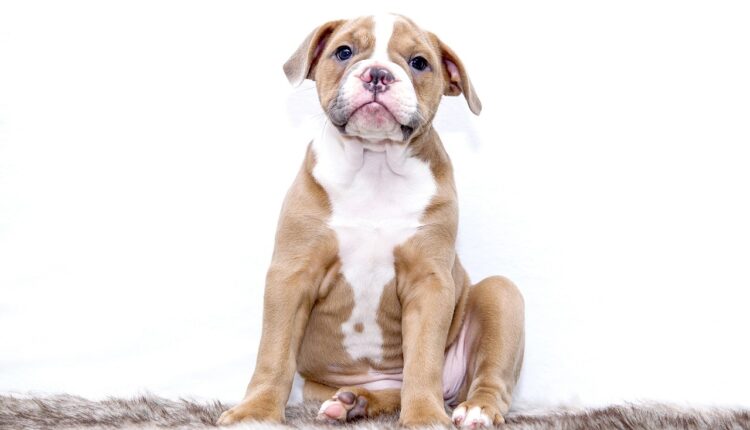 Como saber se seu pet está feliz: 7 sinais que você talvez nunca notou