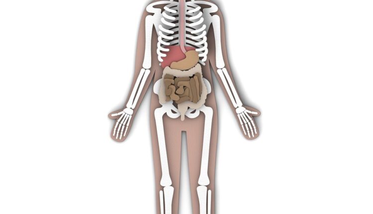 Como seu intestino pode ser o verdadeiro "chefe" das suas emoções