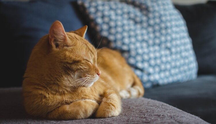 Essa comida que você tem em casa pode fazer mal pro seu gato