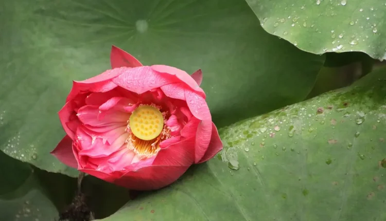 5 plantas com cheiro agradavel para deixar a casa perfumada