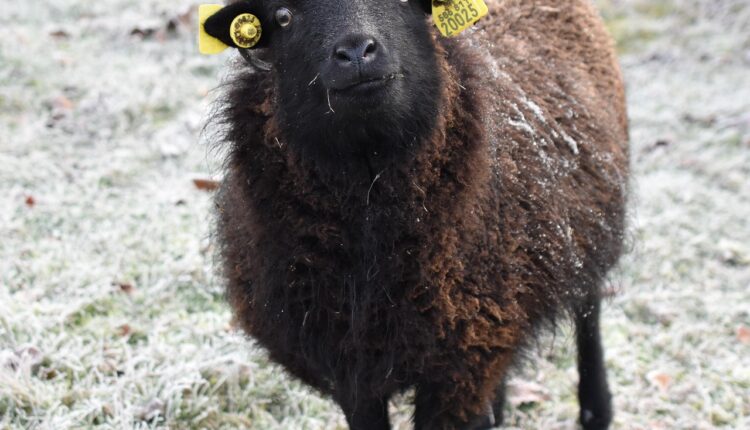 Ideias de unhas em gel preta: 10 estilos elegantes e ousados