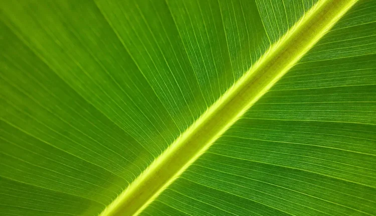 Pudim de bananas: receita simples e cremosa com sabor marcante