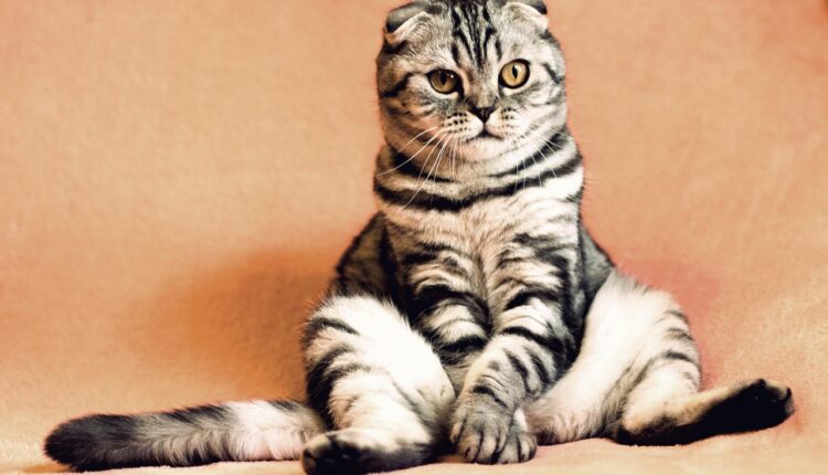 Sonhar com filhotes de gatinhos: interpretações emocionais e espirituais