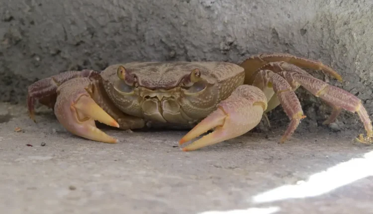O jeito certo de aplicar corretivo que faz toda diferença