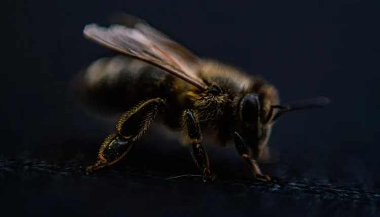 Penteados para afros: 10 estilos criativos e cheios de personalidade