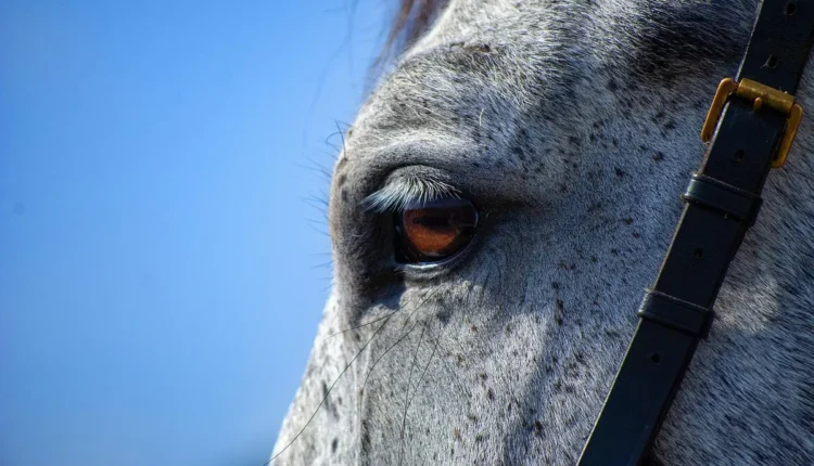 Truques para parecer mais descansada mesmo dormindo pouco